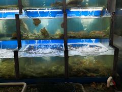 水产区-老东镇啤酒屋海鲜加工·蒸汽海鲜·海鲜烧烤(台东店)