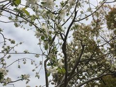 -昆山城市生态森林公园