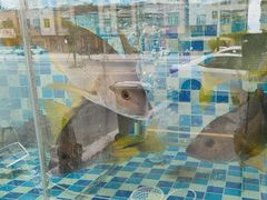 -俊江海鲜酒店(海陵岛白蒲市场店)
