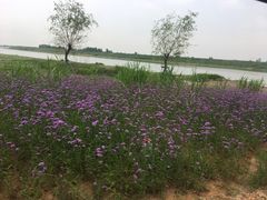 -杏花村文化旅游区