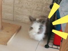 -平行世界·猫咖(首经贸店)