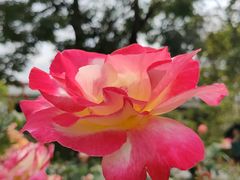 -人民公园(罗湖区)