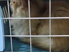 -瑞派长江宠物医院·猫科·外科·24小时夜护(谊城公寓分院)