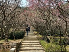 -香雪海