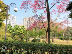 -晓港公园