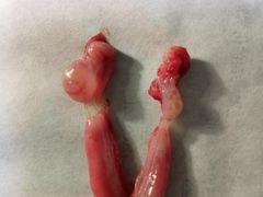 -美联众合动物医院·伴可分院·内科中心医院