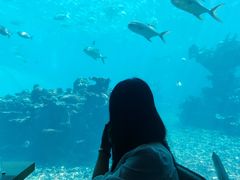 -海棠湾洲际-涛·海底餐厅·美人鱼·自助餐·海底隧道