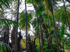 -中国科学院西双版纳热带植物园