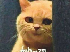 -新辣道鱼火锅(领展购物广场·中关村店)