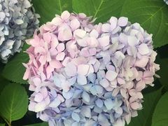 -上海滨江森林公园