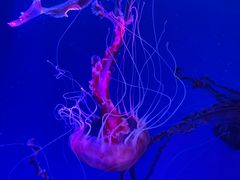 -海合安青岛极地海洋公园