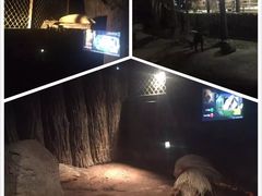 -清迈夜间动物园