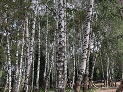 -喀纳斯禾木山庄