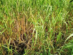 -春花秋色城市公园