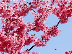 -绵阳盛世樱花悠乐谷