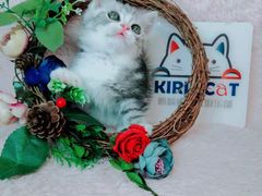 -十年猫舍·猫咪专门店(普陀店)