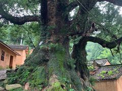 -杨家堂村