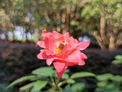 -上海外国语大学(虹口校区)