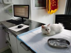 -喜多萌中农锦绣动物医院24H·猫科·牙科MRI·CT
