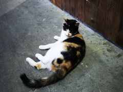 -竹中驿农家餐馆