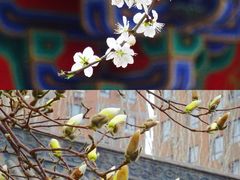 -护国法轮寺