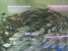 -山东柏宁水族批发广场