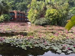 -野象谷景区