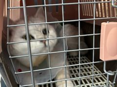 -伟伟宠物医院·瑞派猫友好医院·猫科(光谷店)