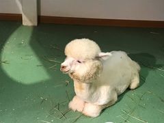 -藦茜花园宠物主题亲子互动体验馆(国顺东路店)