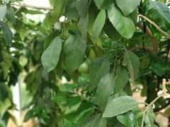 -前小桔亲子创意农场·草莓采摘·露营烧烤