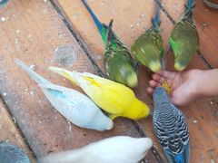 -南宫五洲植物乐园