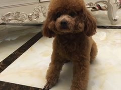 -鑫艺宠物美容培训学校