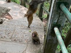 -黔灵山公园
