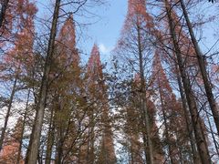 -东平国家森林公园