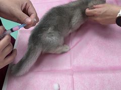 -北京观赏动物医院·24小时大型综合·猫专科·异宠专科