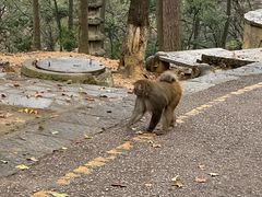 -黔灵山公园