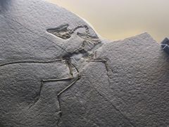 -辽宁古生物博物馆