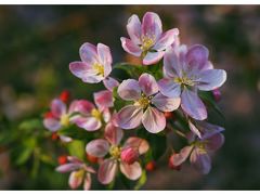 -海棠花溪(元大都城垣遗址公园)