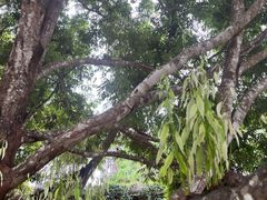 -中国科学院西双版纳热带植物园