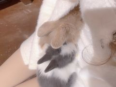 -猫猫幼稚园·撸猫·桌游·电玩