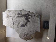 -安徽省地质博物馆