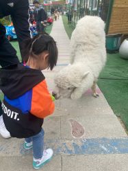 -萌宠亲子动物乐园(槐房万达店)