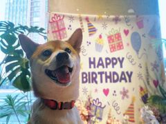 -百好乐宠物友好餐厅(朝外大街店)