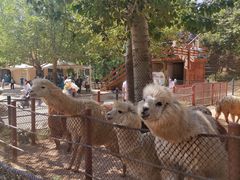 -大连森林动物园