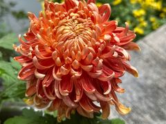 -杭州植物园