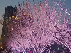 -西北湖绿化广场