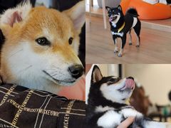 -南京Hallo宠物乐园·哈罗犬舍·柴犬繁育基地
