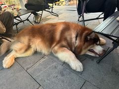 -摇滚披萨(长春街店)