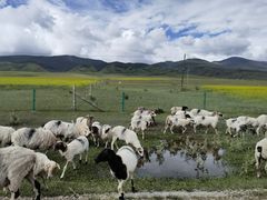 -青海湖国家重点风景名胜区