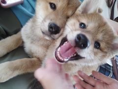 -柴犬高等学院·狗咖·柴犬售卖·宠物训练